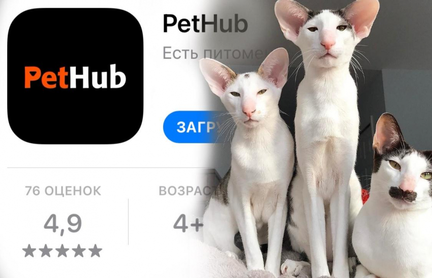 Приложение новороссийских разработчиков «PetHub» заработает в Грузии