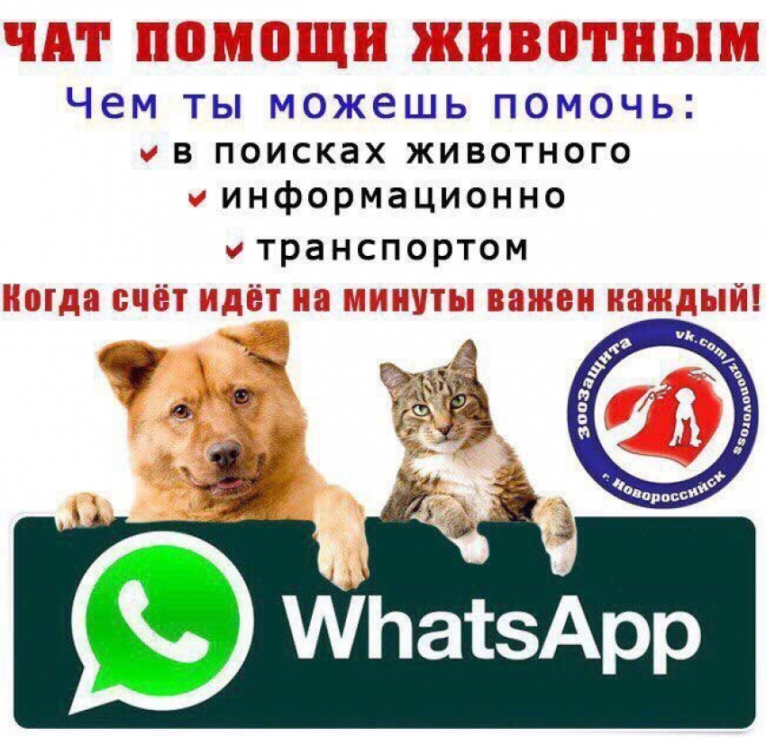 Мобильная группа помощи животным появилась в Новороссийске