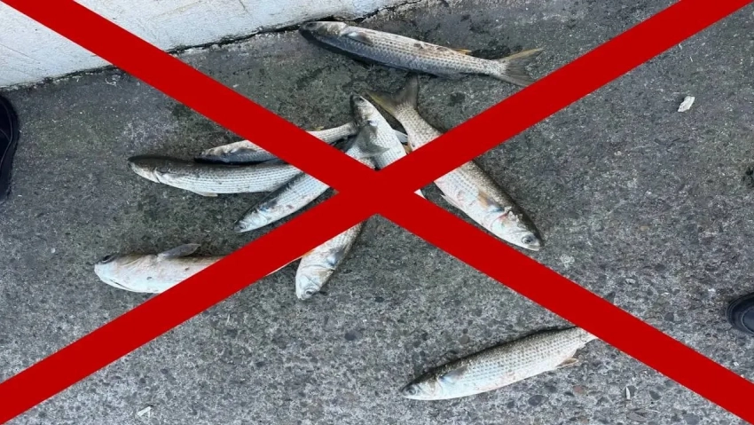 Рыбакам не разгуляться: в Новороссийске запретили ловить кефаль