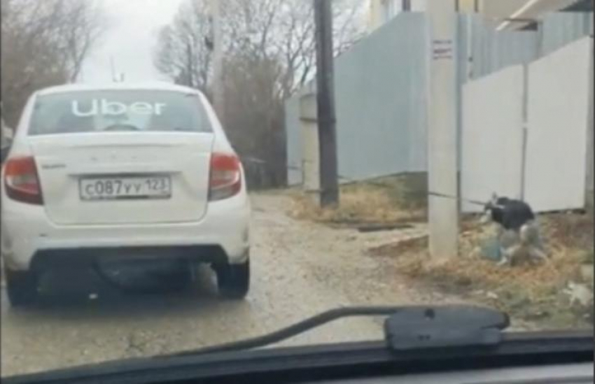 Глупость или издевательство: новороссийский таксист решил «выгулять» пса, привязав поводок к машине