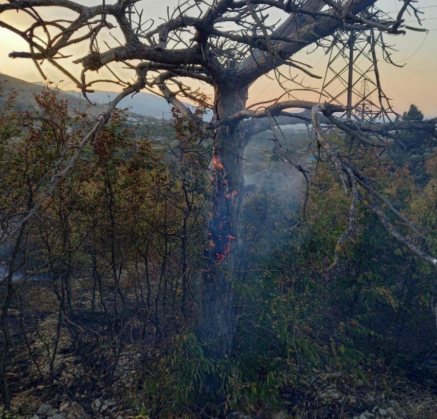 Лес Новороссийска снова оказался в опасности 