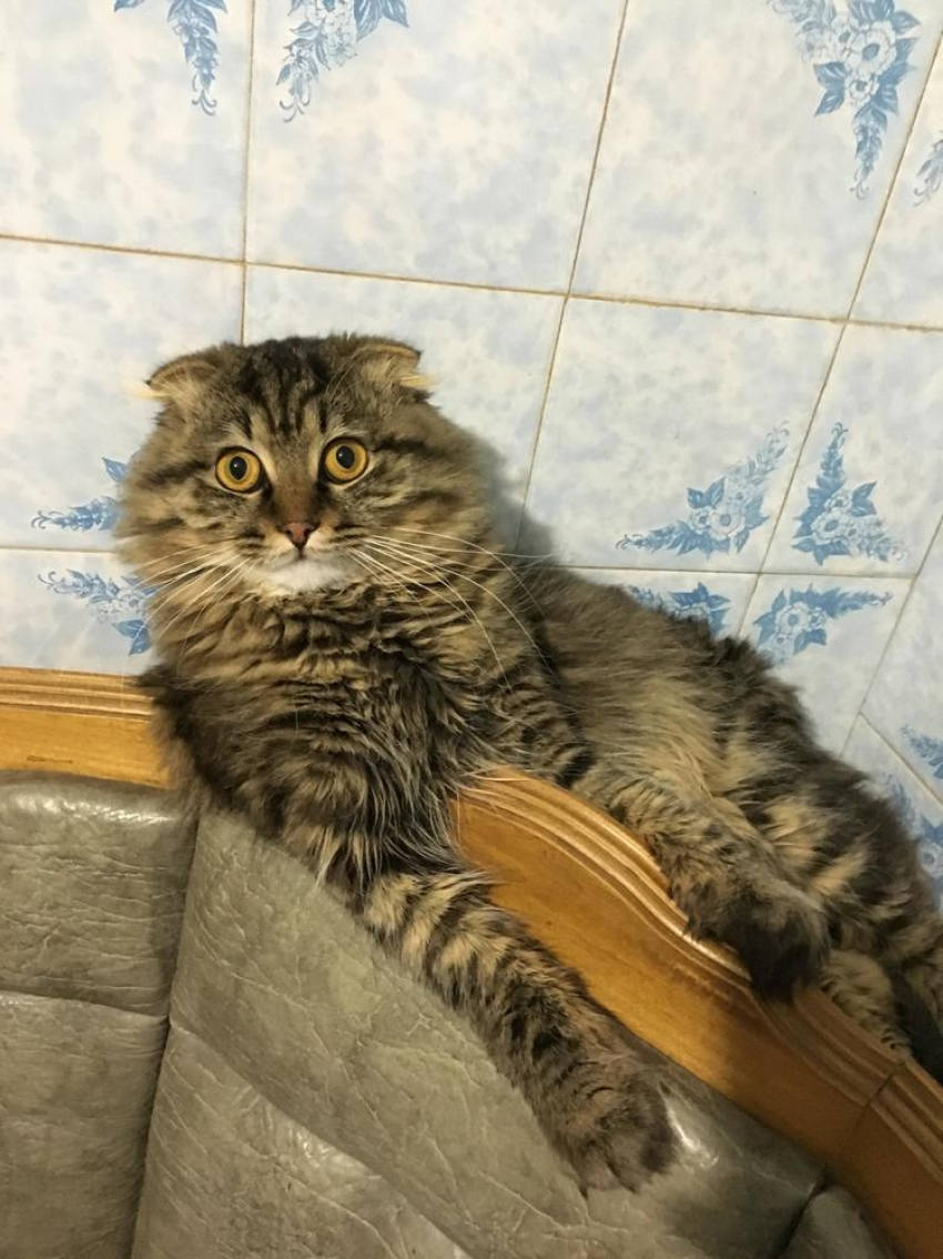 Тимоша - ласковый и игривый в конкурсе «Самый красивый кот-2018"