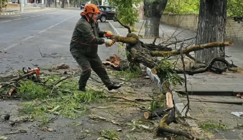 Поваленные деревья и оборванные провода: Новороссийск продолжает находиться во власти сильного ветра