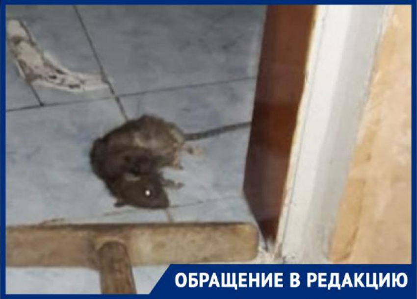 Крысы атакуют дома новороссийцев 