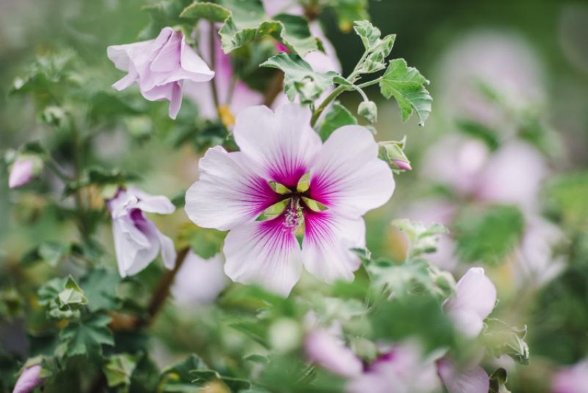 В Новороссийске «мальва» обошлась женщине в 6 млн рублей