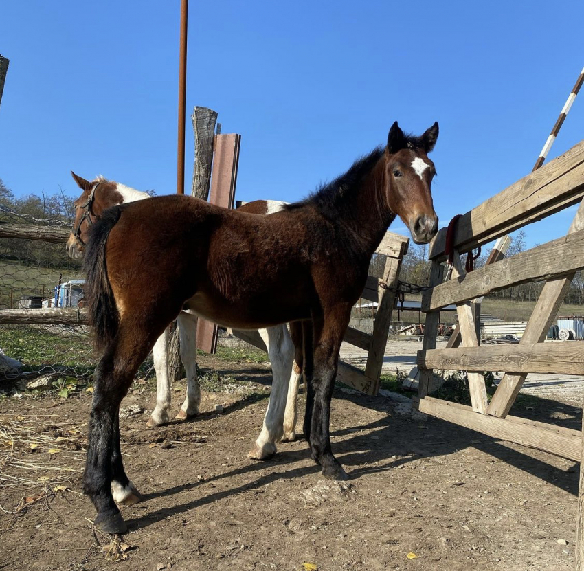 - «Украли частичку моего сердца",- хозяйка фермы под Новороссийском о пропаже лошадей 