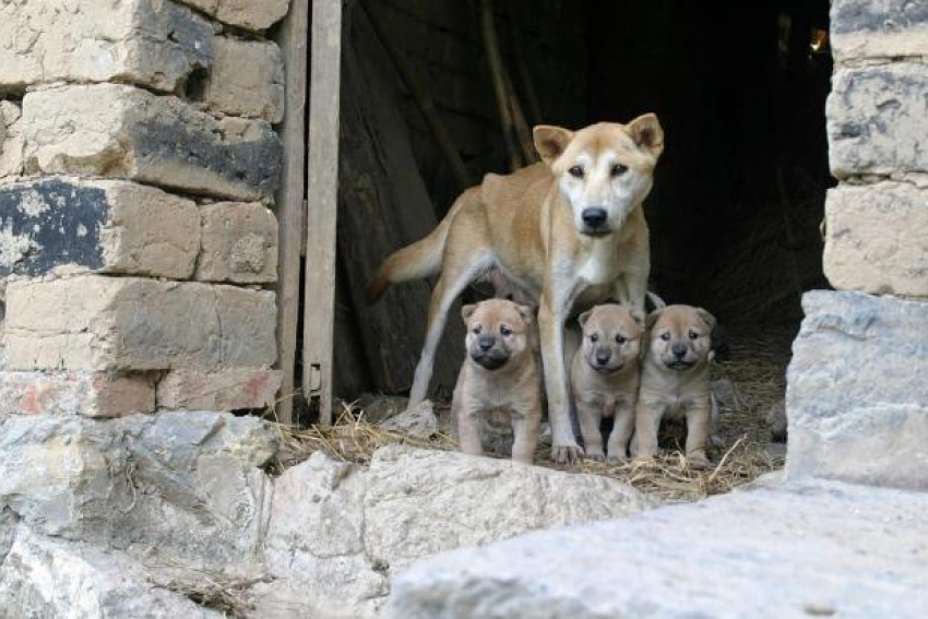 "Большинство проблем начинаются с человека": откуда в Новороссийске бездомные животные