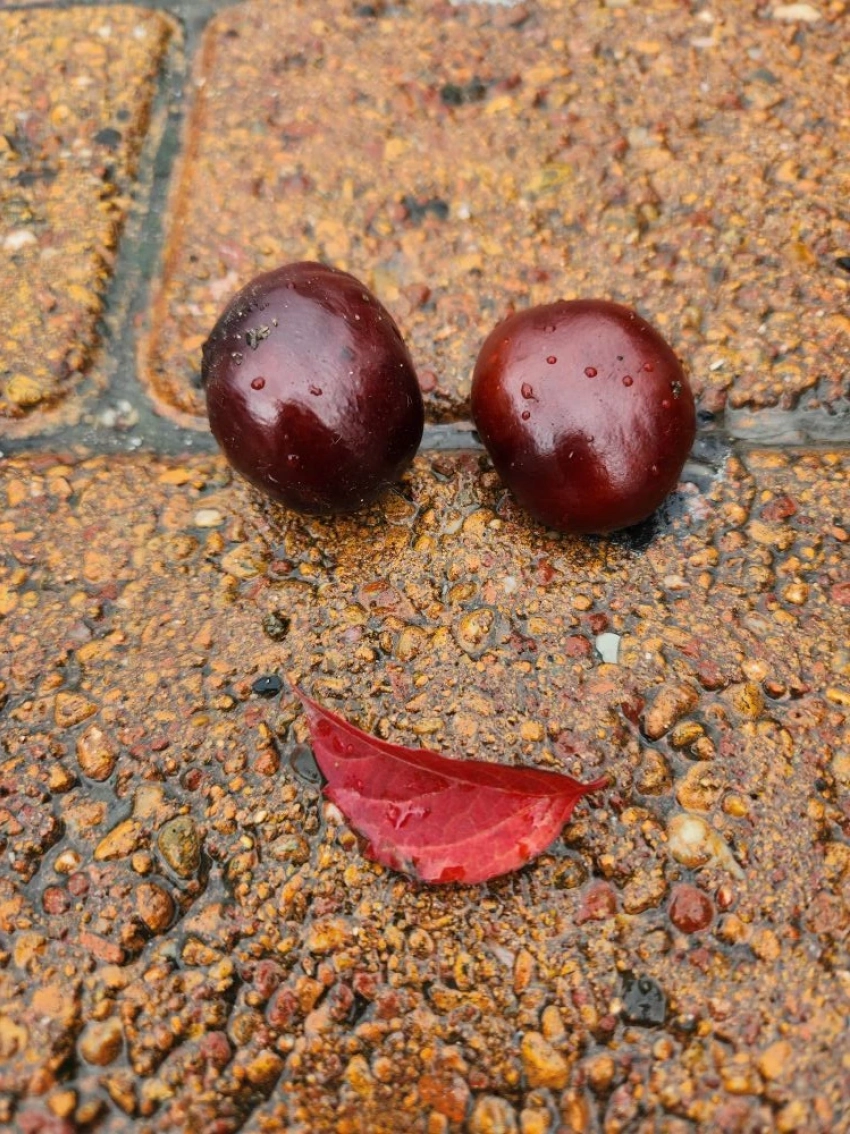 Спутники сегодняшнего дня - зонты: в субботу в Новороссийске весь день будет идти дождь