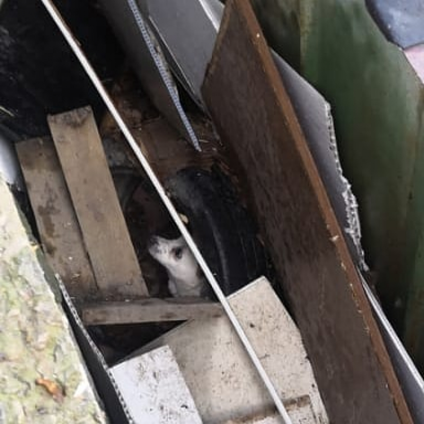 Собачий плен: Белка провалилась между гаражами и не могла выбраться в Новороссийске 