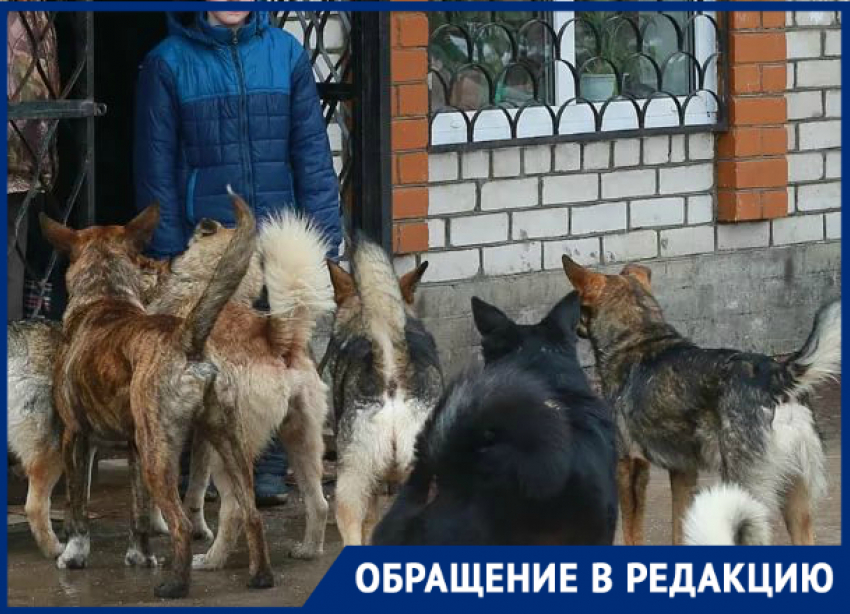В Новороссийске агрессивные собаки кидаются на детей
