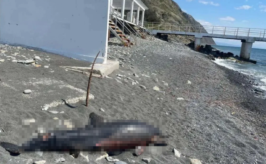 Уберите трупы: новороссийцы жалуются на мертвых дельфинов на берегу