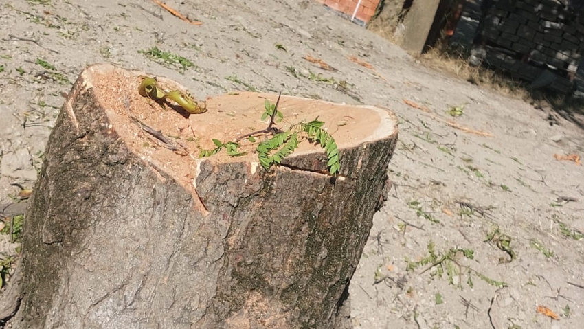Рано радовались: новороссийцы сообщают о вырубке здоровых деревьев в парке Фрунзе