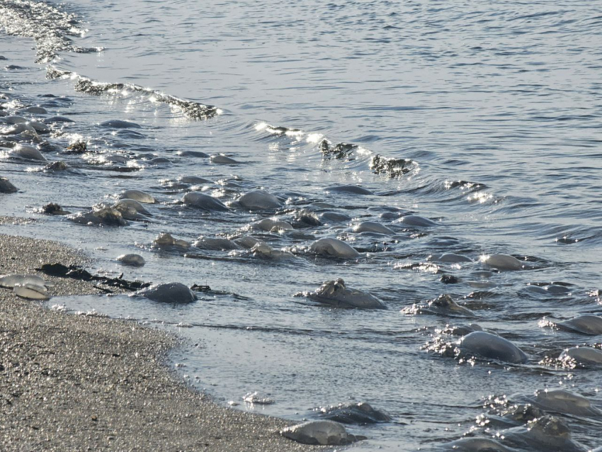 Весь берег в трупах: Черное море выбрасывает медуз