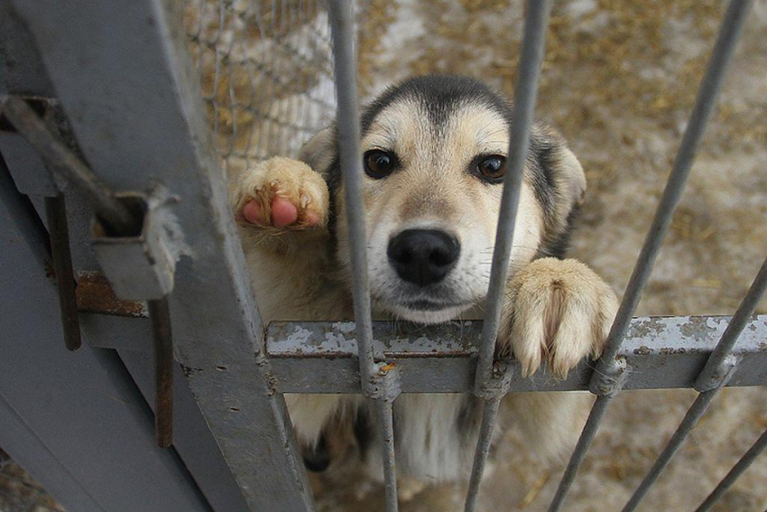 Власти Новороссийска отчитались об отлове бездомных животных