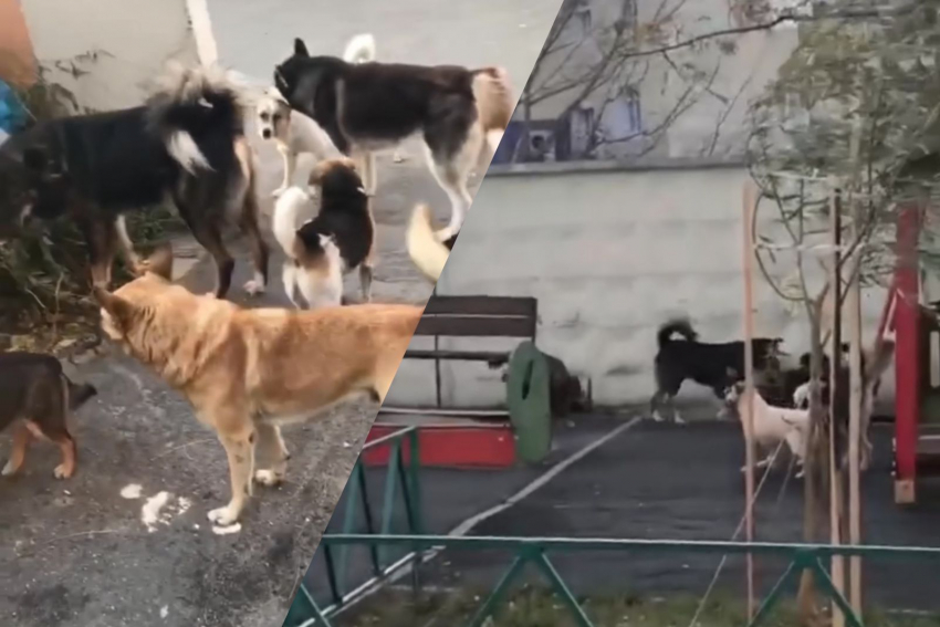 Плодятся, лают и бросаются: бездомные собаки не дают покоя жителям Восточного района Новороссийска