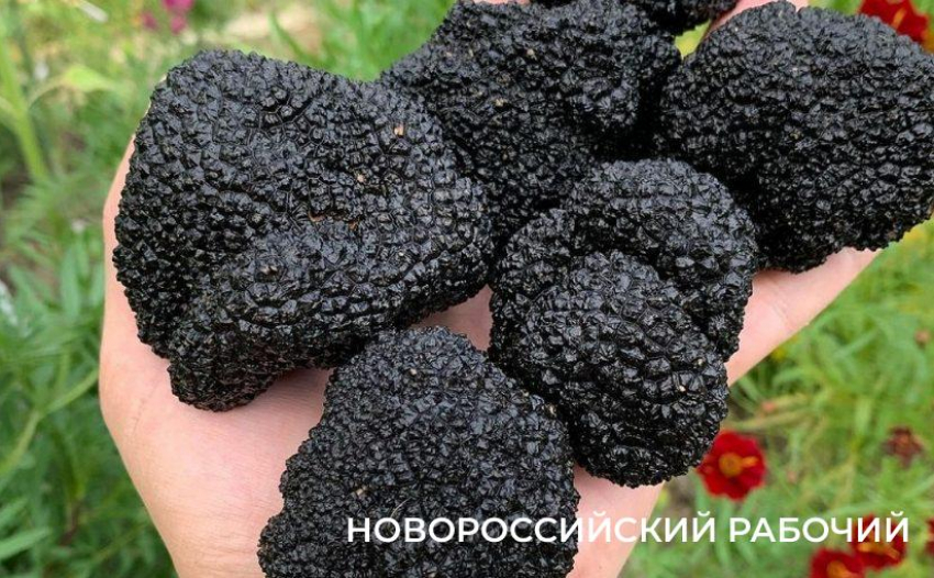 Разрешение на сбор краснокнижных грибов выдадут через Госуслуги с 2027 года  