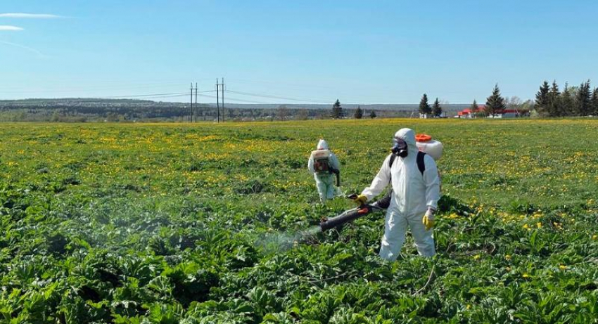 Новороссийцев попросили искоренять борщевик на собственных участках