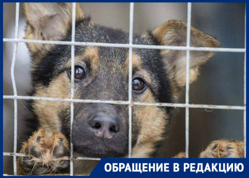 Собакам грозит опасность в Новороссийске 
