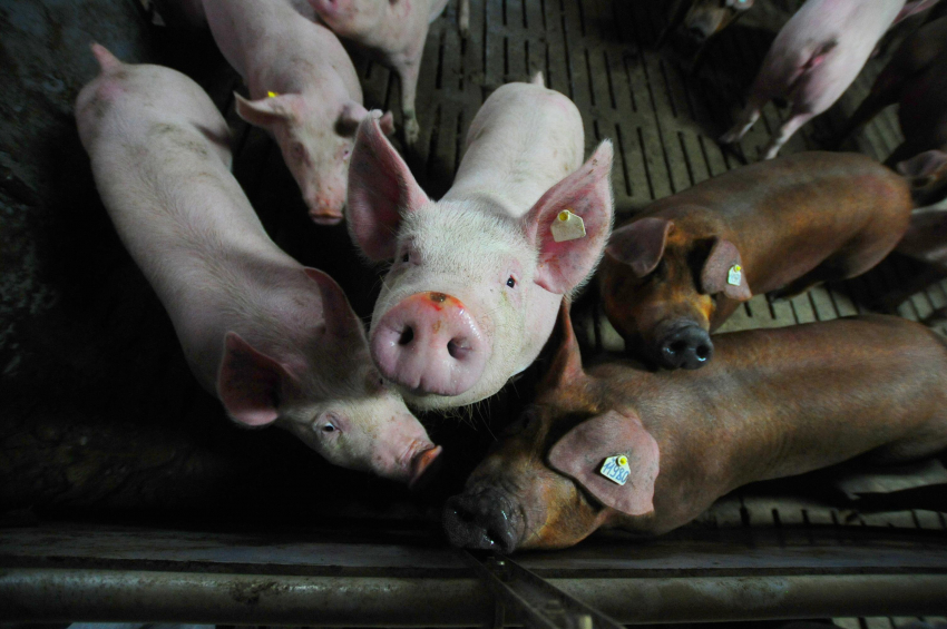  Зараженный бекон: в Краснодарском крае фермеры могут лишиться свиней