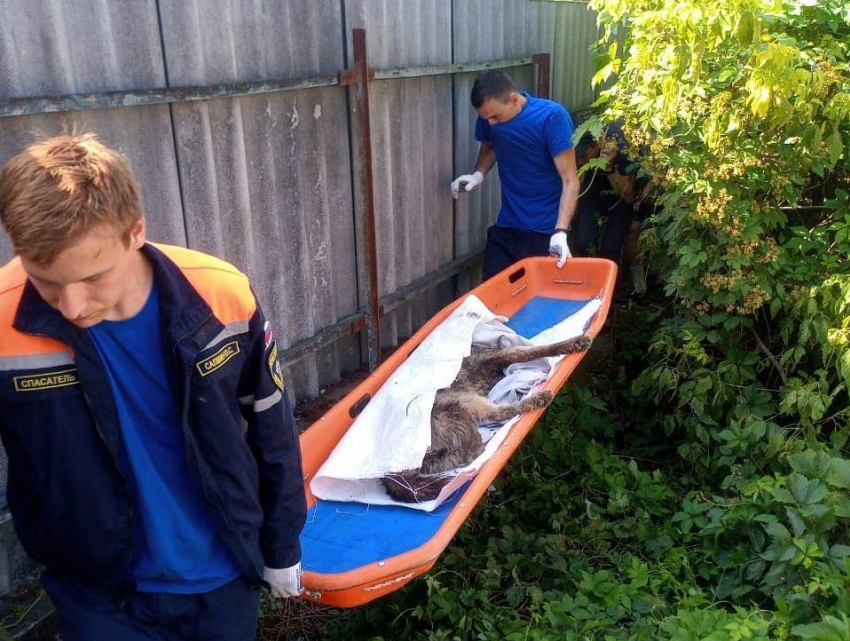 Истекающую кровью собаку достали из канавы спасатели Новороссийска