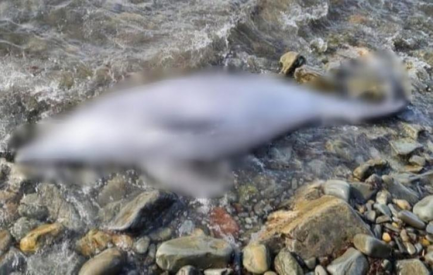 "Они просто убивают дельфинов": кто в ответе за гибель афалин в Новороссийске