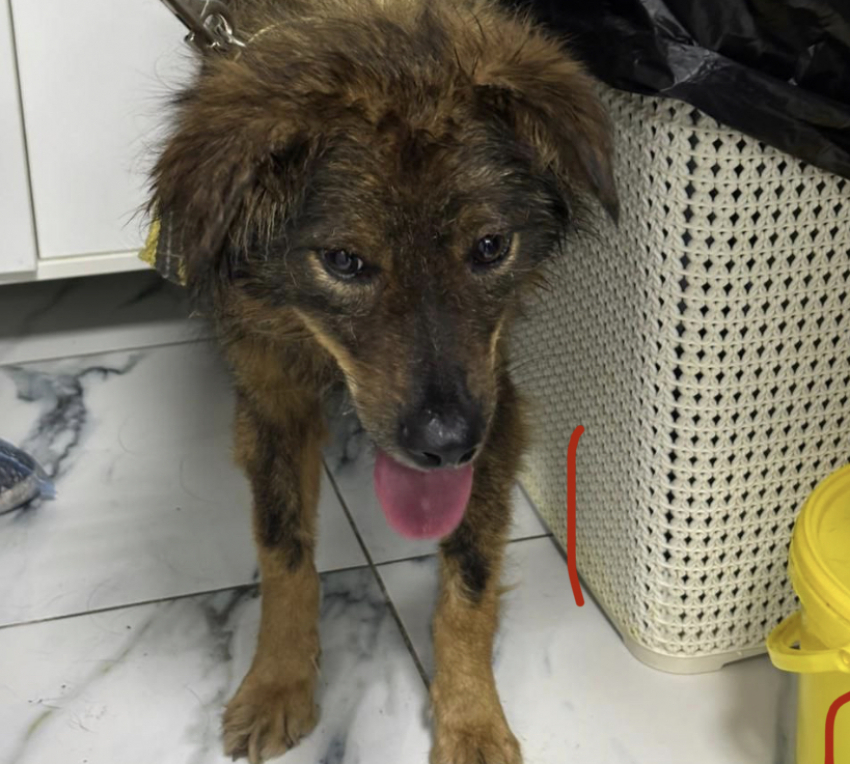 Собака из Новороссийска, ставшая заложником бутылки, оказалась вновь на улице 