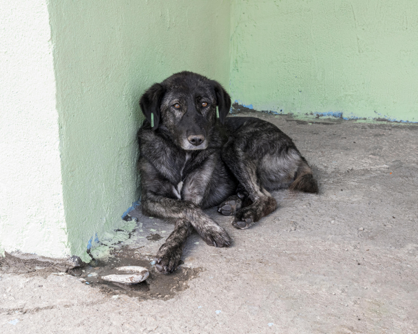 Почти 10 миллионов потратят на решение проблемы бездомных животных в Новороссийске