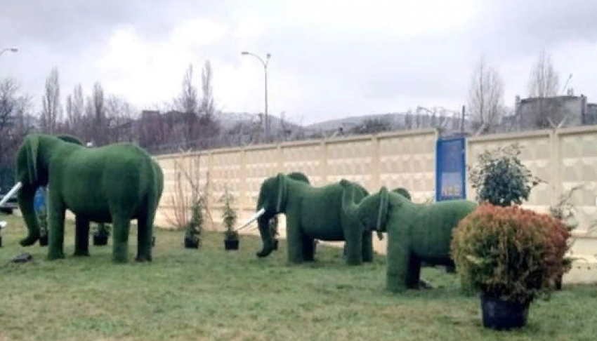 Озеленение Новороссийска: у слонов на Магистральной высадили цветы