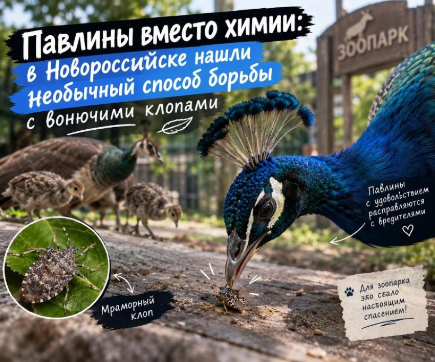 В Новороссийске нашли необычный способ борьбы с вонючими клопами
