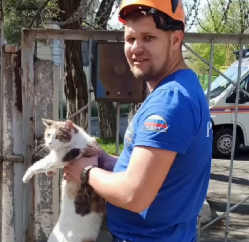 Чуть не заклевали — в Новороссийске кота спасли от птиц