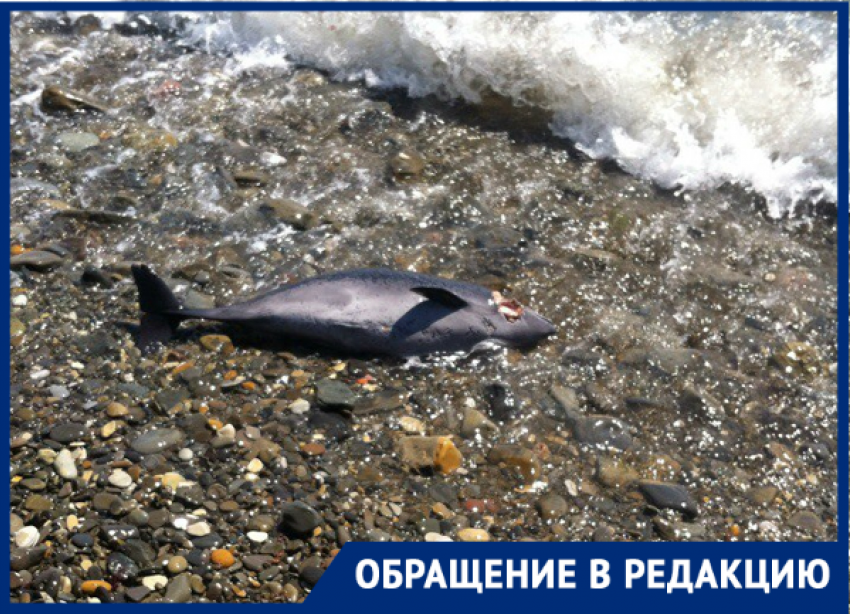 Трупы дельфинов и мусор: новороссийцы возмущены состоянием пляжа в Широкой балке 