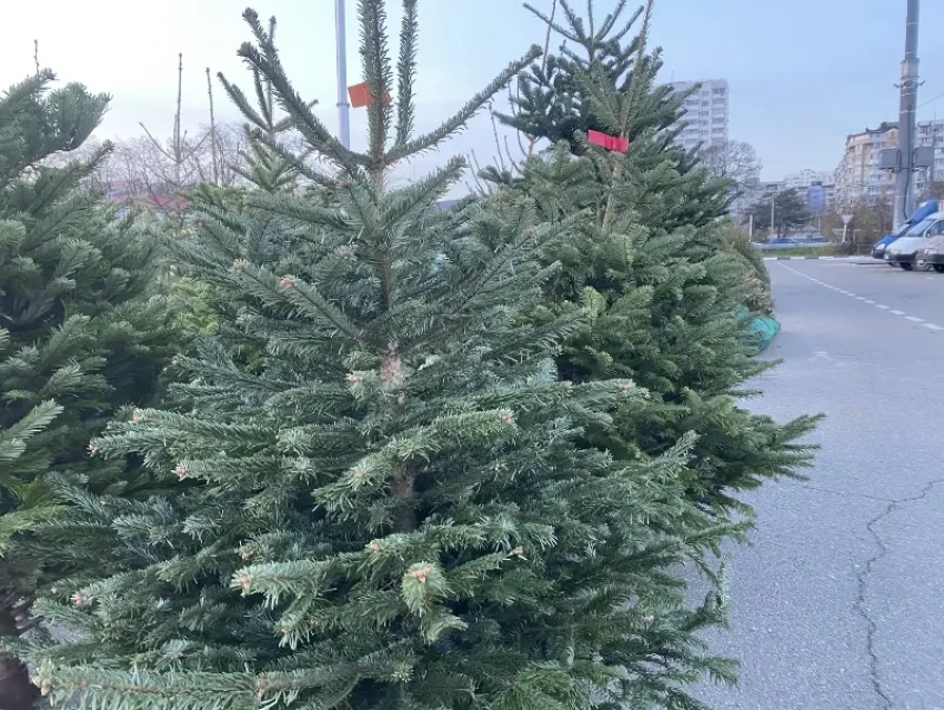 Сколько стоит ёлка и чем грозит торговля без документов: рейды в Новороссийске