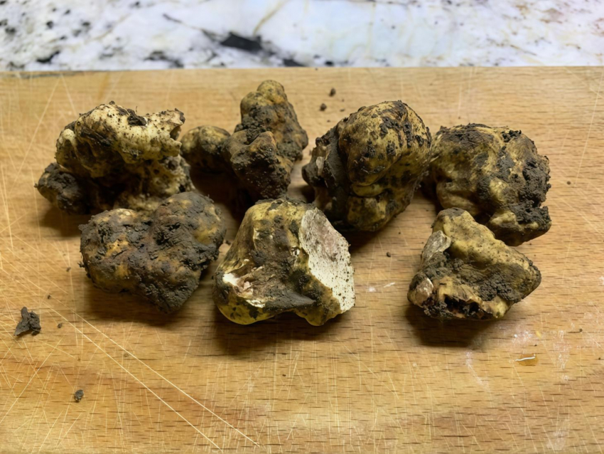 Ученые «откопали» в Краснодарском крае изысканный деликатес - белый и черный трюфели