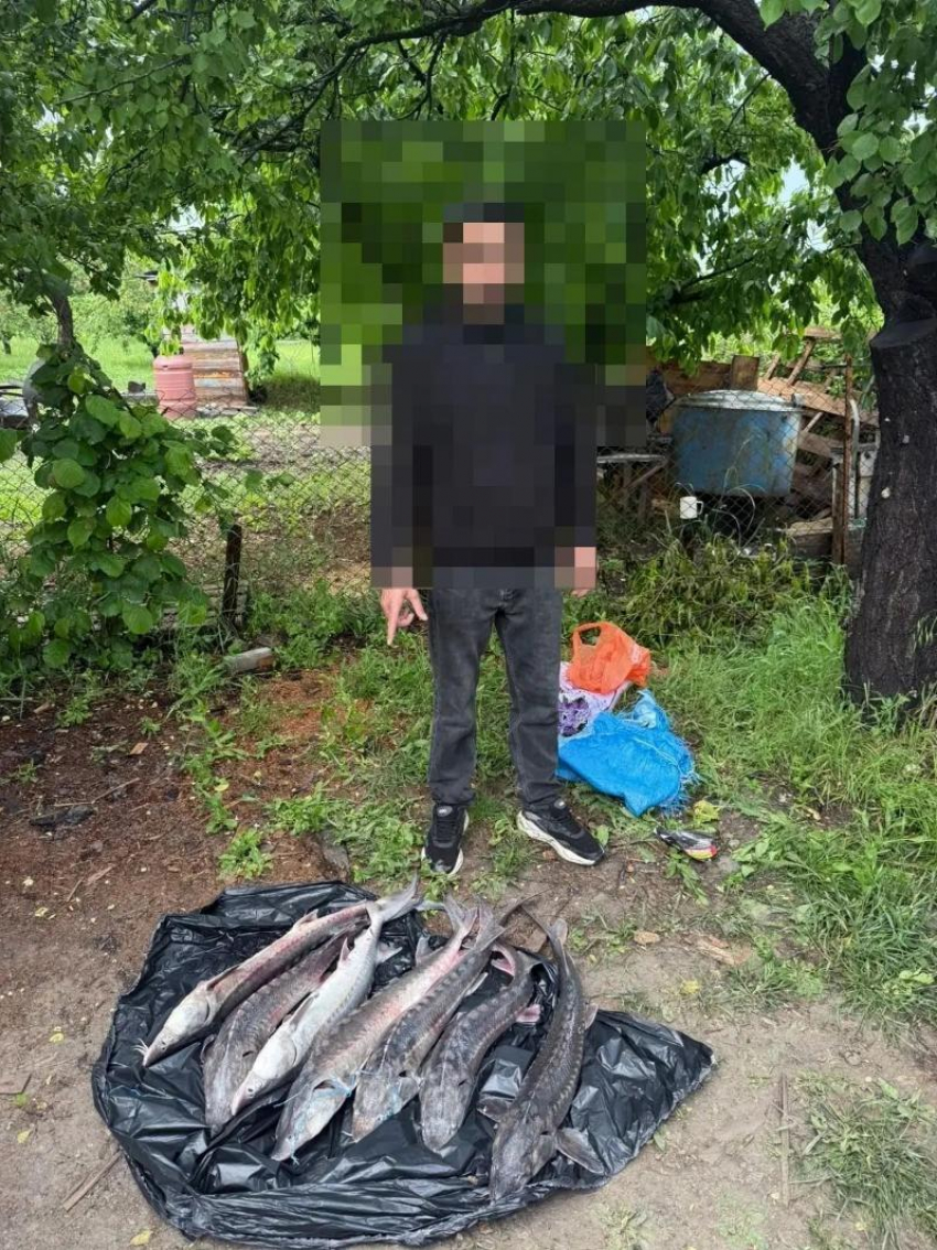 В Краснодарском крае иностранец незаконно продавал краснокнижную рыбу