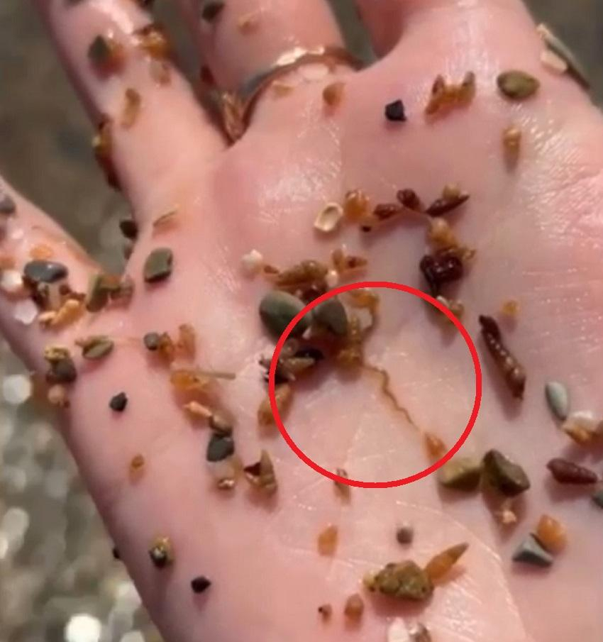 Морские черви или глисты — что кроется в камнях новороссийсих пляжей