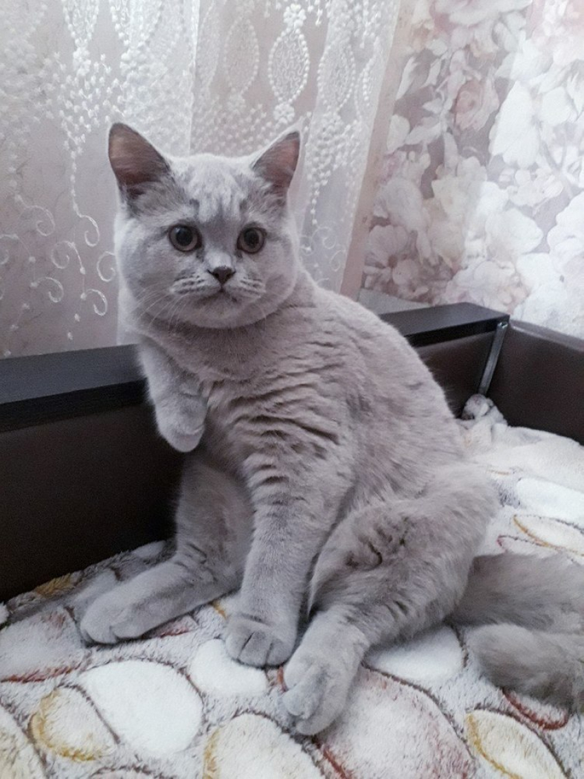 Борис - обаятельный и привлекательный   в конкурсе «Самый красивый кот-2018"