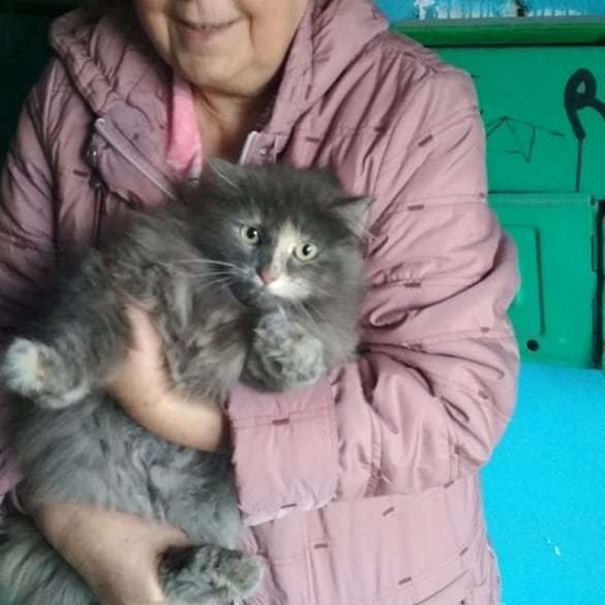 Спасатели и бабушки спасли офонаревшего кота в Новороссийске