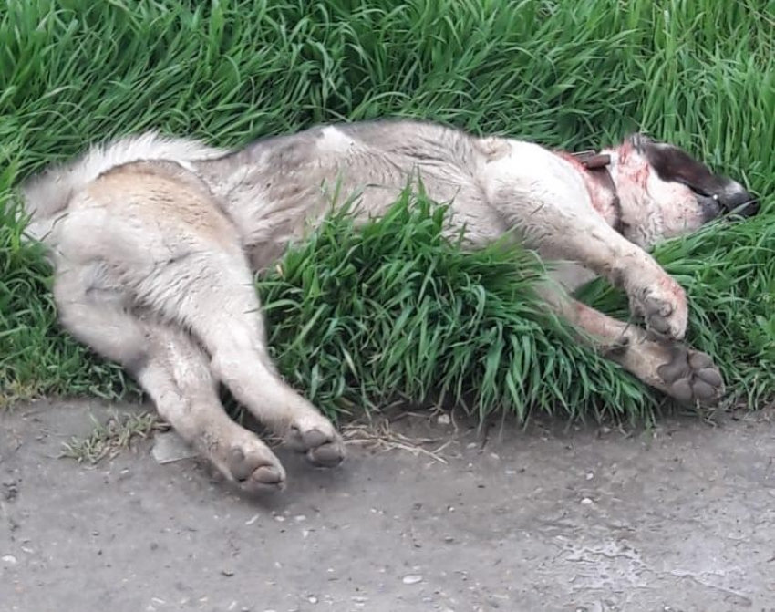 Волонтеры Новороссийска выражают поддержку семье покусанного мальчика и единодушно осуждают самовыгул собак