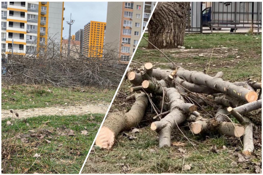 По факту вырубки деревьев в Пионерской роще Новороссийска возбудили уголовное дело 