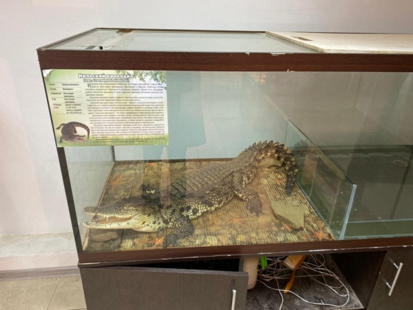 Крокодил в метровой клетке: новороссиец устроил зоопарк в квартире