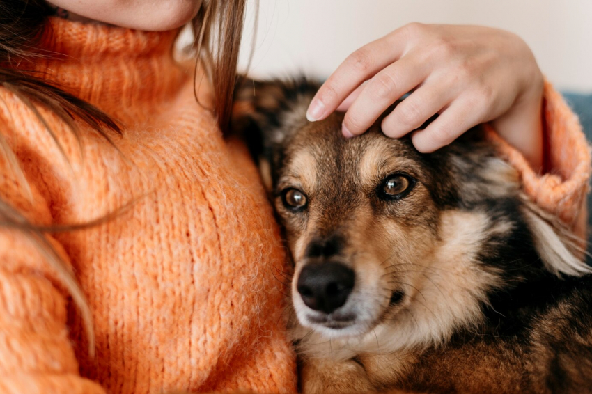В России предложили отправлять бездомных собак на СВО: что думают новороссийцы