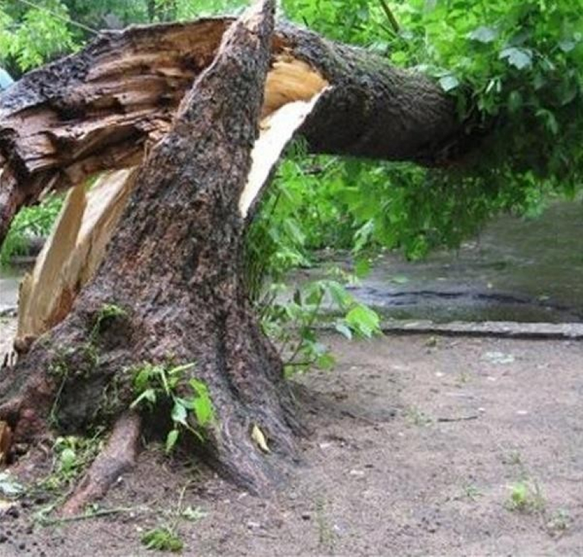 Накрыл ребенка собственным телом и спас ему жизнь: несчастный случай под Геленджиком