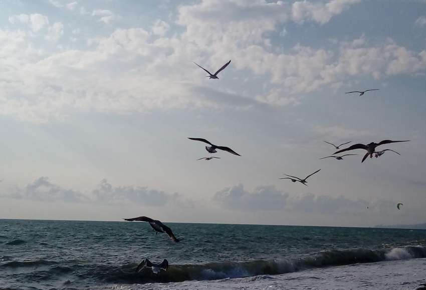 Американский разведчик кружил над Черным морем у берегов Краснодарского края 