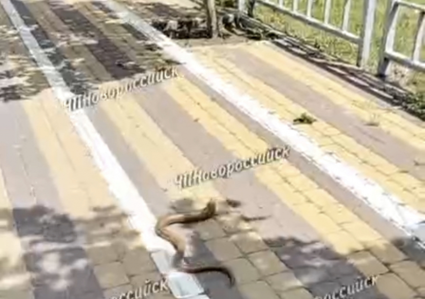 Змеи выползли на улицы Новороссийска