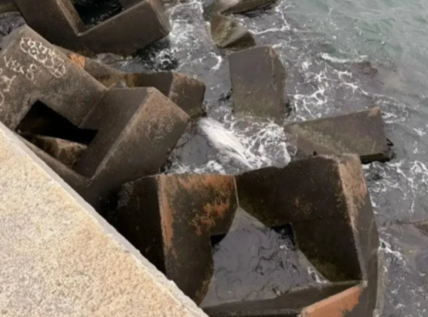 Мертвого дельфина обнаружили в Новороссийске: бедствие, норма или БПЛА