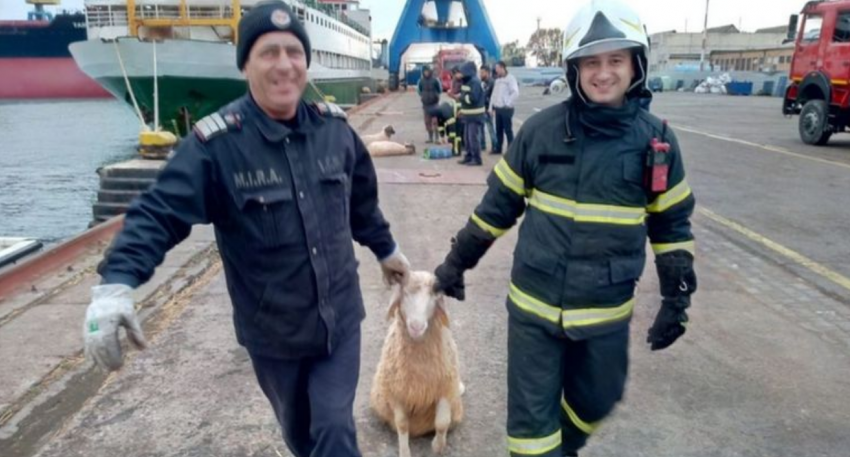 Операция по спасению овец развернулась в Черном море 