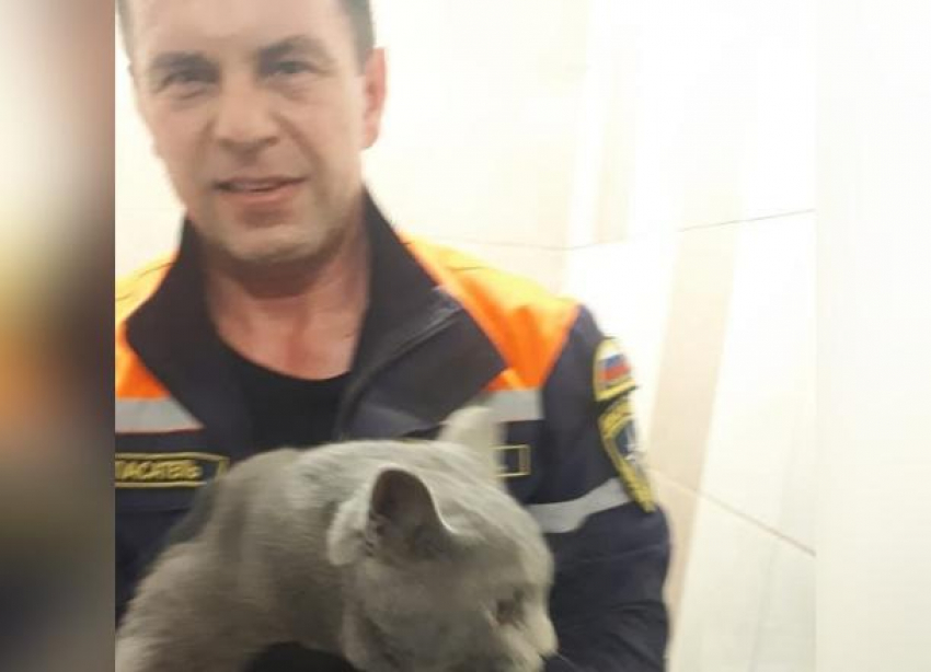 История одного кота: как в Новороссийске сотрудники МЧС спасали питомца