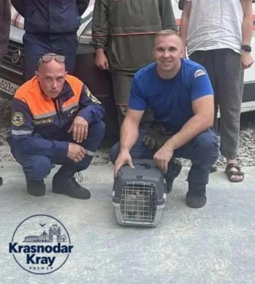 Два дня на дереве: в Новороссийске спасли котенка с высоты 15 метров