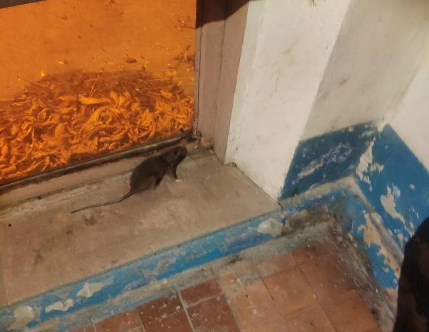 Незваный гость: новороссийскую многоэтажку атаковала крыса