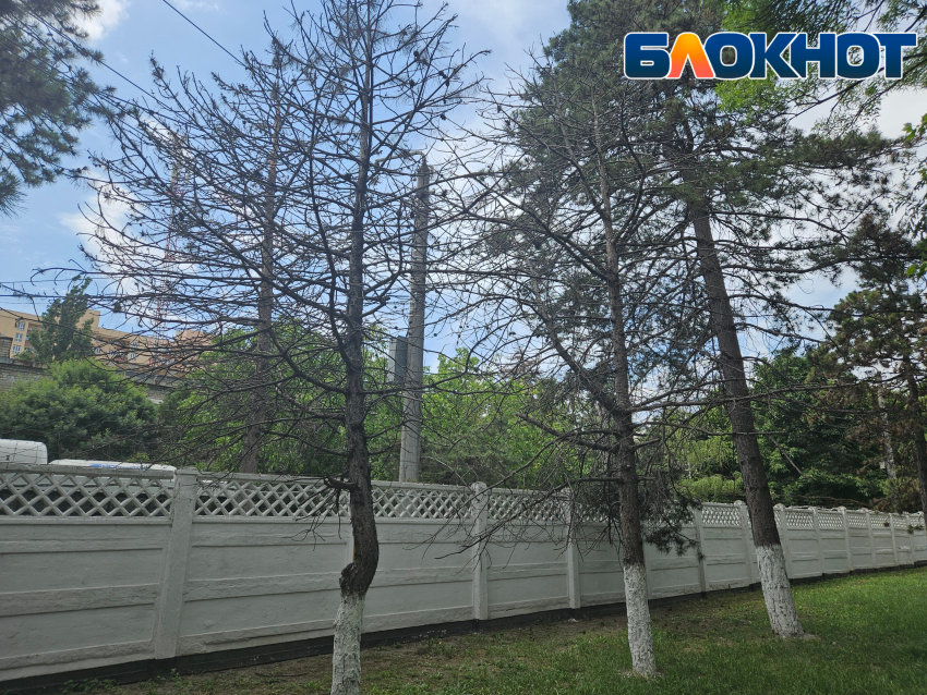 «Что за кладбище сухих елей?», - деревья в Новороссийске не радуют своим видом 